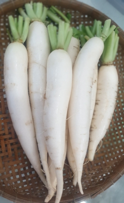 Củ Cải Trắng - Thiên Sinh Farm